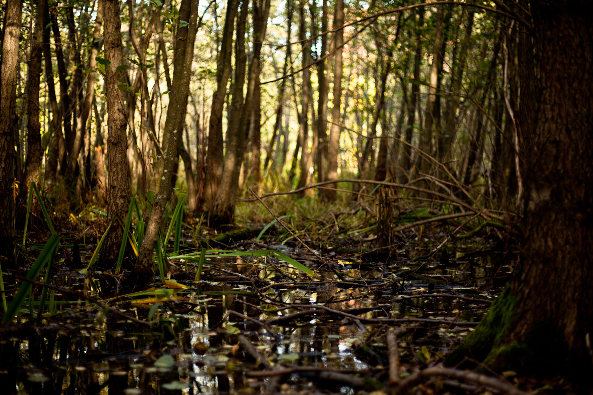 the-link-between-drains-wetland-restoration-and-native-freshwater-fish