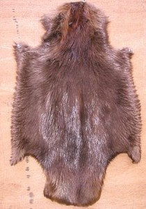 Beaver skin © Kuerschner | Wikimedia Commons