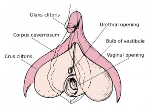 Diagram of the internal anatomy of the human vulva, focusing on the anatomy and location of the clitoris. © Marnanel and Amphis | Wikimmedia Commons