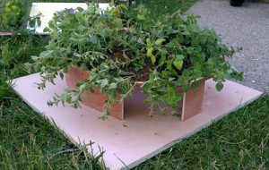 Mira Burack and Kate Daughdrill, Model for Edible Hut, 2011. © Mira Burack and Kate Daughdrill