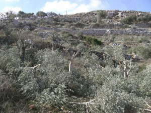 On November 12th, a group of 25 settlers from Yitzhar settlement, south of Nablus, cut down 97 olive trees in the village of Burin © ISM Palestine | Flickr
