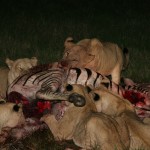 Are We Really Such Beasts?