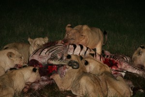 Lions feast on a zebra kill © Jeffrey Sohn | Wikimedia Commons