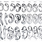 Extrapolation, not Acceleration