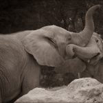 What Hannah Arendt Really Wants