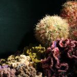 Chthulucene, Capitalocene, Anthropocene