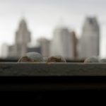 From A Despised Elitist