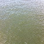 Utopias of the Surface