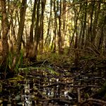 What Does “Draining the Swamp” Really Mean?