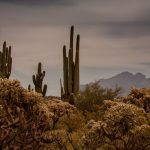 Reconsidering the History of Race through Peyote