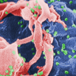 Pandemic as a Natural Evolutionary Phenomenon