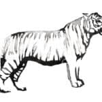 The Big Cats, Part IX