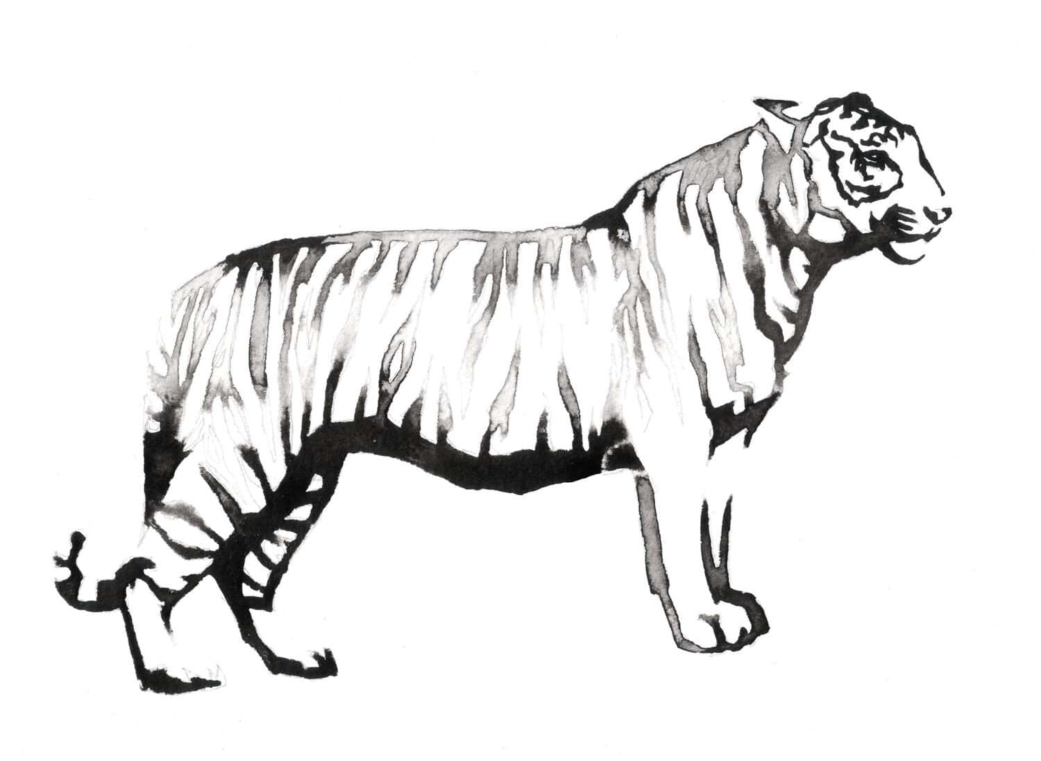 Black and white ink painting of a tiger