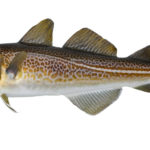 The Fishy Origins of Brexit