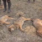 Undercover Investigations Expose Brutal Wildlife Killing Contests