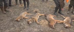 Undercover Investigations Expose Brutal Wildlife Killing Contests