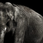 A Patch of Moonlight