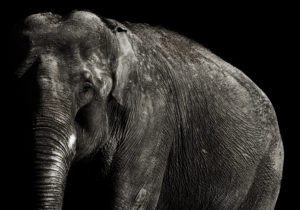 A Patch of Moonlight