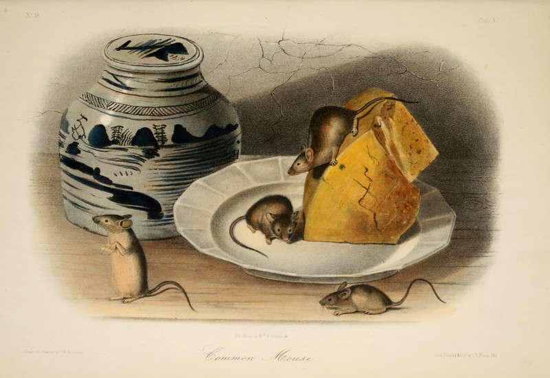 Common Mouse illustration by J. W. Audubon