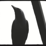 The Art of Contemplating Justice