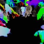 Sex Life of a Vector