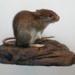 Hitchhikers and Stowaways