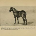 After Derby Day, a Note of Caution About Horses and “Races”