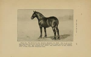 After Derby Day, a Note of Caution About Horses and “Races”