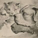 Animal Sovereignties and the Wolves of Isle Royale