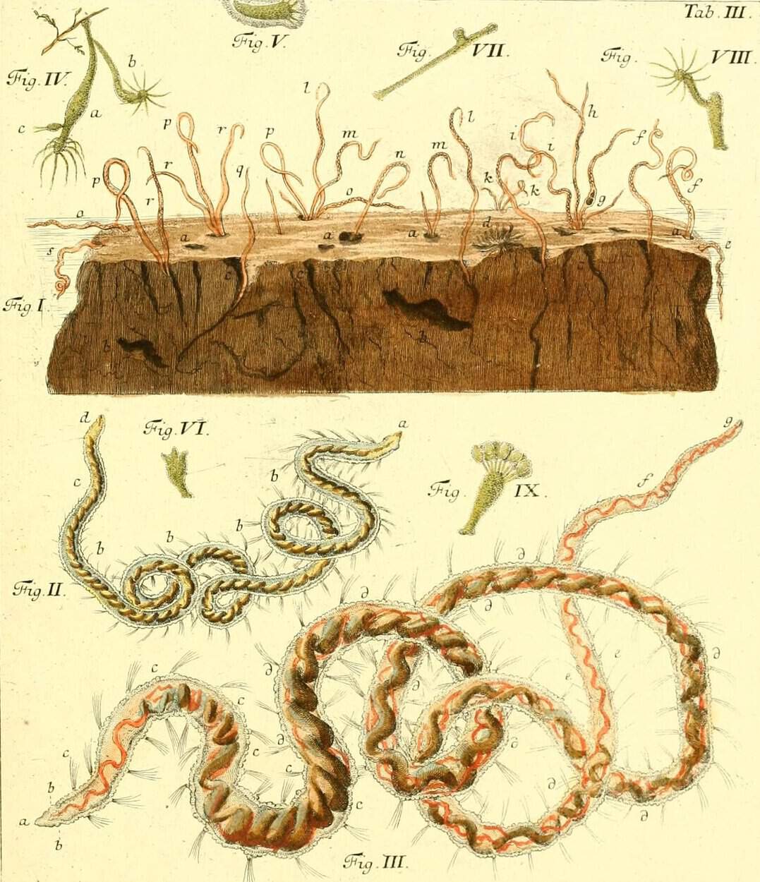 Illustration of parasites