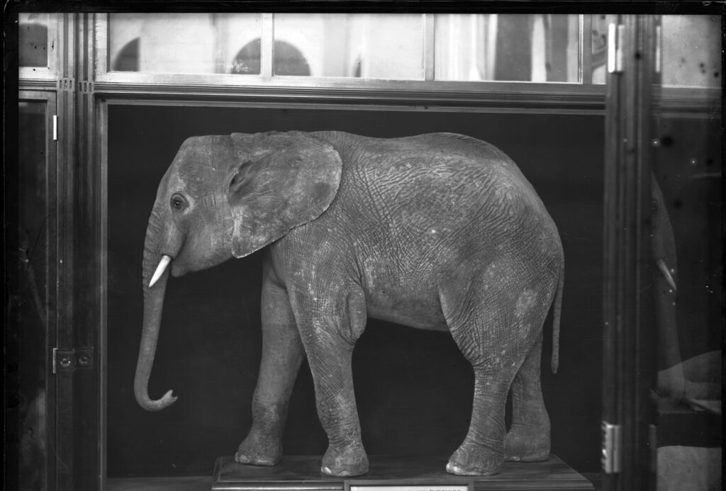 Remains of an elephant are preserved by the US National Museum, via the Smithsonian National Library and Archives.