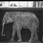 How Moderate Republicans Went Extinct