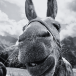 Augusto Monterroso’s <em>The Rest Is Silence</em>