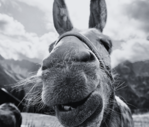 Augusto Monterroso’s The Rest Is Silence