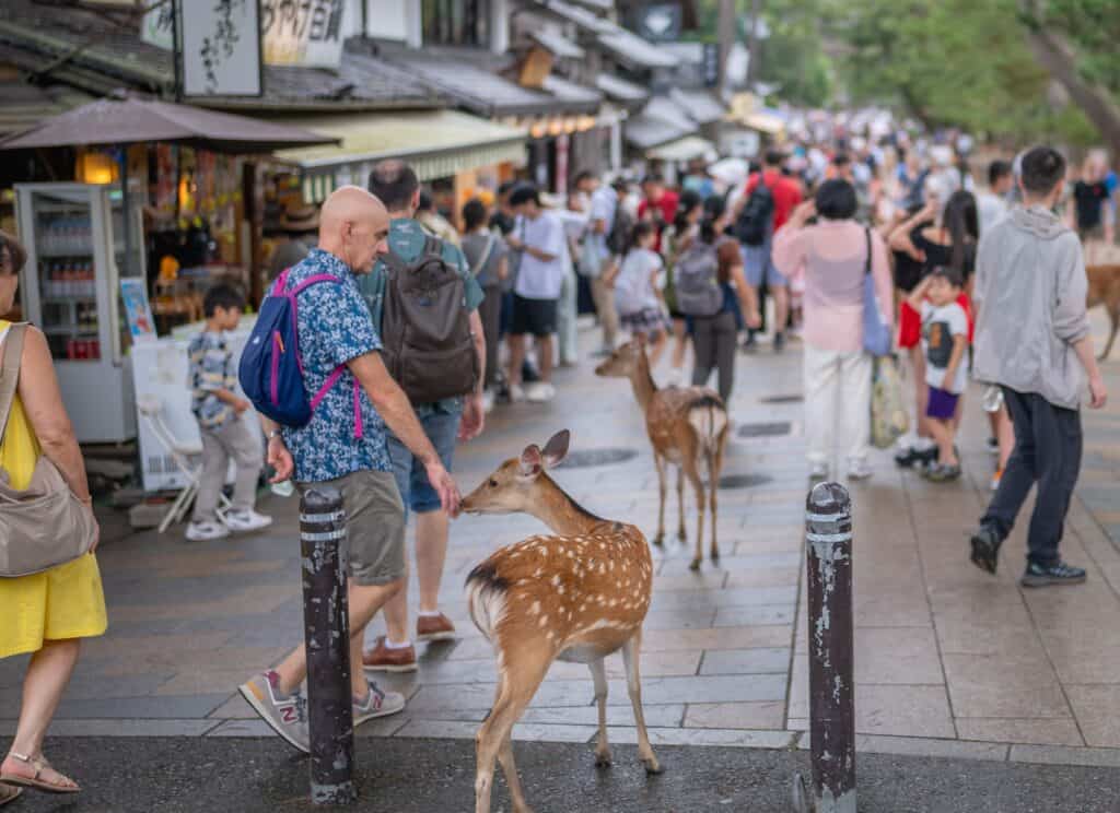 Spotted doe sniffs hand of man in bustling Japanese street