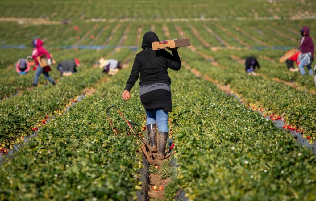 Farmworkers pick strawberries in long rows of fields. One worker in a black hoodie and muddy boots carries a box of berries on their shoulder while others harvest in the background. The image underscores the presence of immigrants in agricultural fieldwork and their labor in the U.S. agricultural system.