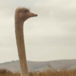 The Ostriches: Part VI