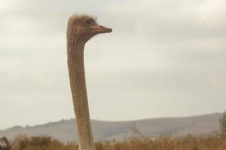 The Ostriches: Part VI