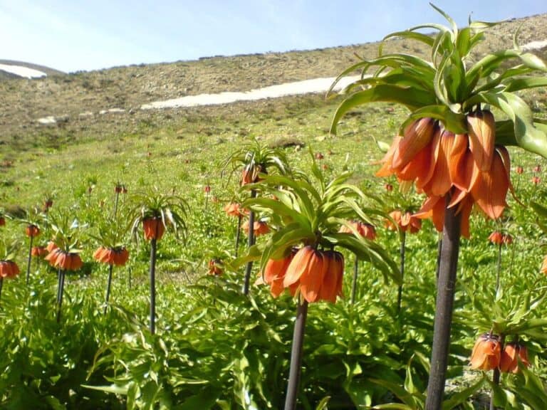 Street Tulips