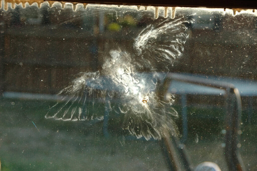A near perfect outline of a dove in flight, left of the glass of a window it struck.