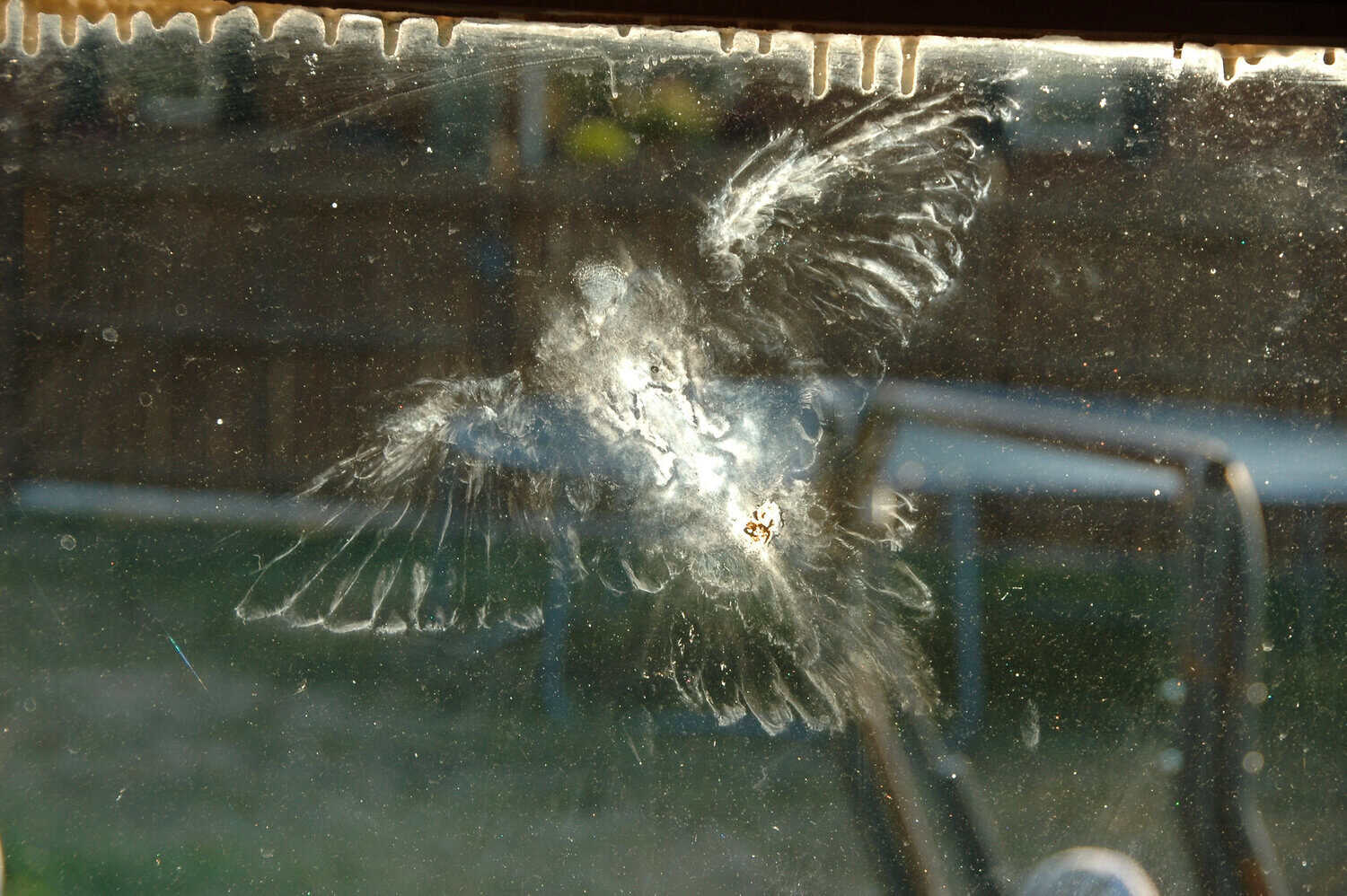 A near perfect outline of a dove in flight, left of the glass of a window it struck.