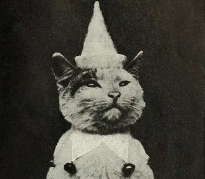 Black and white photograph of cat wearing jester hat and collar